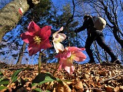 31 Helleborus niger (Ellebori) sui sentieri per il Monte Ocone 